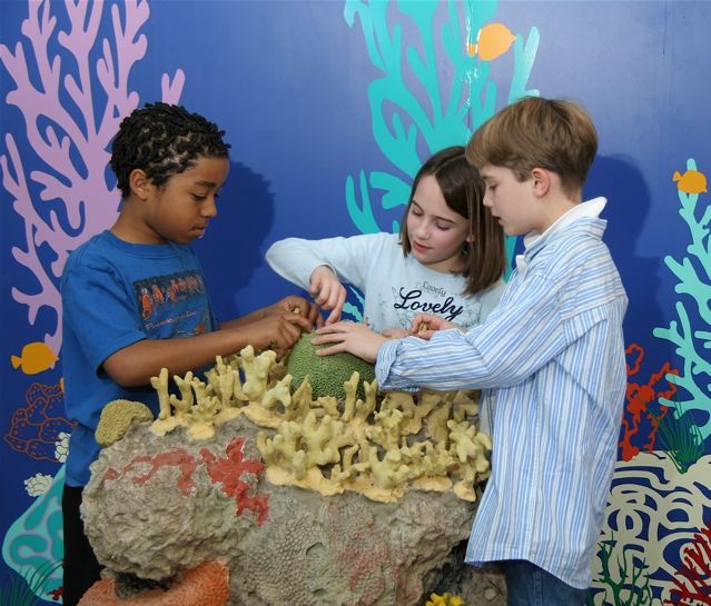 Marine Conservation Team
